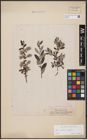 Foto von Salix aurita L. x Salix repens L.